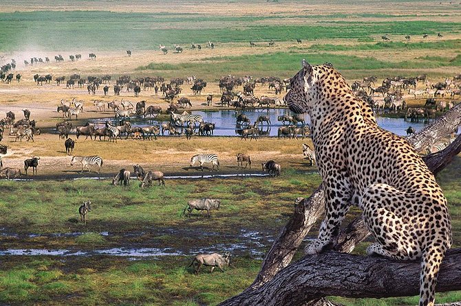 4 Days 3 Nights Tarangire Serengeti & Ngorongoro Lodge Safari - Who should book this safari