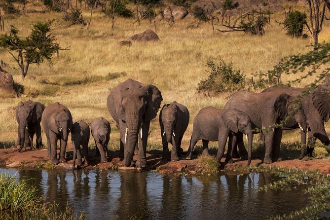 4-Days Adventure Camping Safari to Tarangire, Serengeti & Ngorongoro - Day one: elephants and baobabs in Tarangire