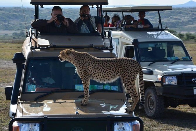 4-Days Adventure Camping Safari to Tarangire, Serengeti & Ngorongoro - Day two: entering the Serengeti for sunset