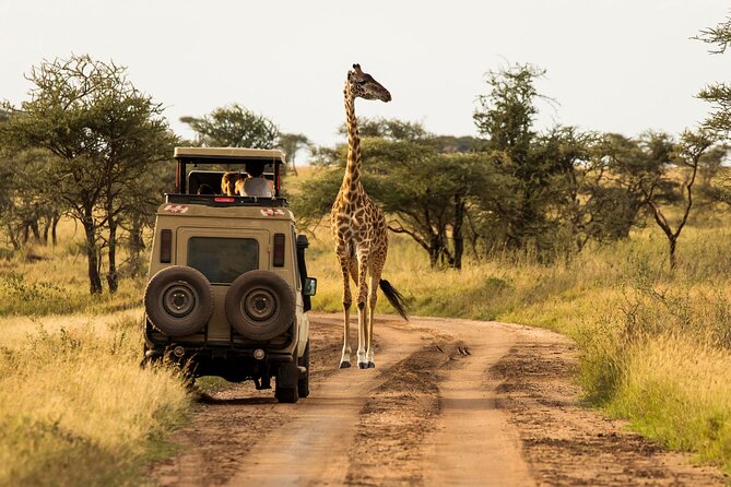 4 days Awesome Luxury safari Tarangire Serengeti & Ngorongoro - Why the Tarangire start works so well