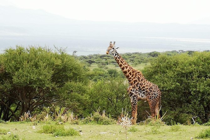 4 days Awesome Luxury safari Tarangire Serengeti & Ngorongoro - Entering Ngorongoro Crater on day four