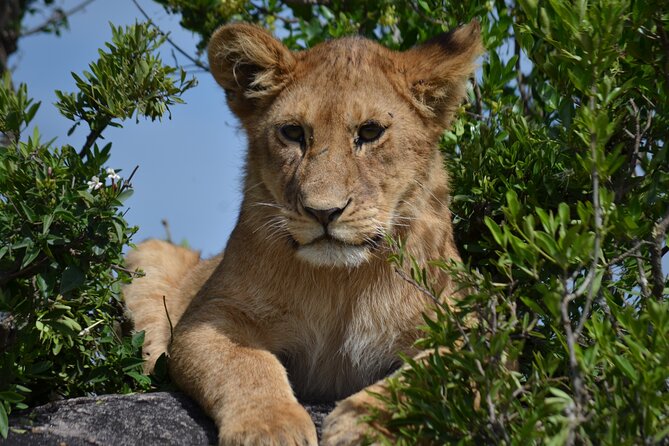4 days Awesome Luxury safari Tarangire Serengeti & Ngorongoro - Private travel and the guide make a difference