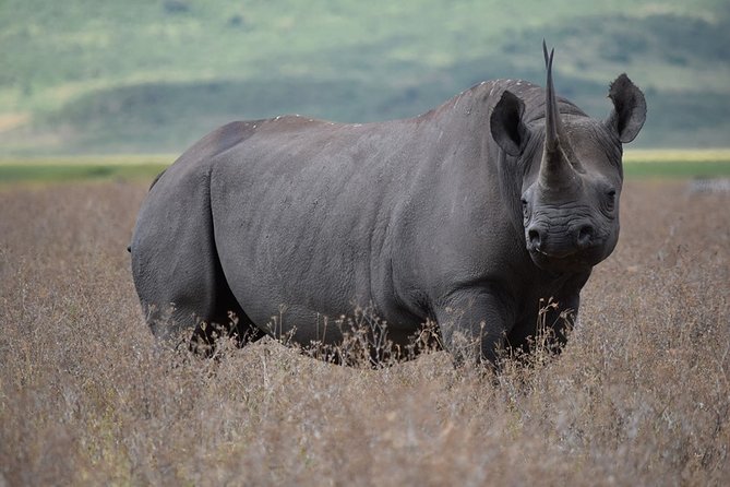 4: days Big five safari - What the Private Vehicle Means