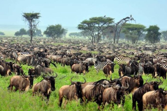 4: days Big five safari - Food, Lodging, and Practical Comfort