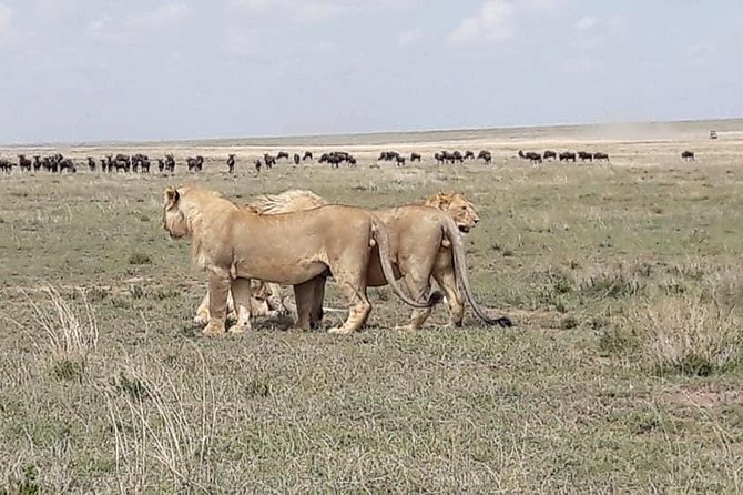 4: days Big five safari - Final Call: Confirm the Route, Then Consider Booking