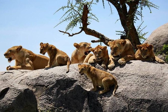 4: days Big five safari - Day Two: Descending into Ngorongoro Crater