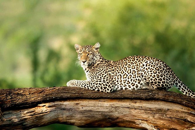 4 Days Experience big five in Tarangire, Serengeti & Ngorongoro Safari - Day one: elephants and baobabs in Tarangire