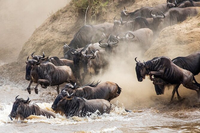 4 Days Experience big five in Tarangire, Serengeti & Ngorongoro Safari - Day four: down into Ngorongoro Crater