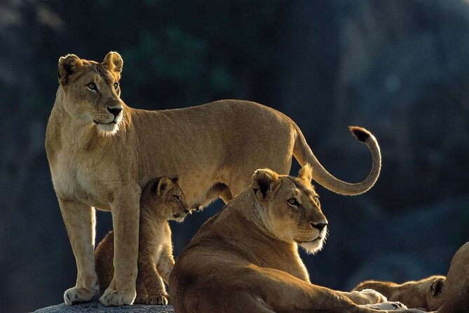 4 Days Experience big five in Tarangire, Serengeti & Ngorongoro Safari - What camping adds to the experience