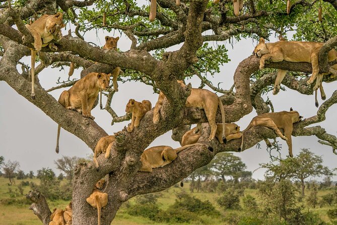 4 Days Experience big five in Tarangire, Serengeti & Ngorongoro Safari - Why the six-person limit matters