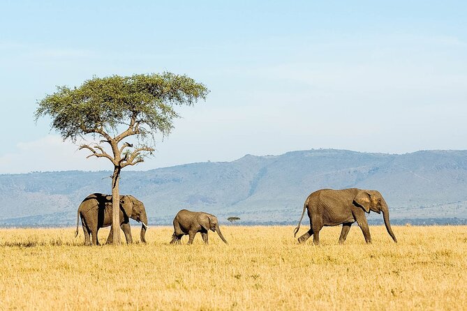 4 Days Experience big five in Tarangire, Serengeti & Ngorongoro Safari - Is $1,280 good value?