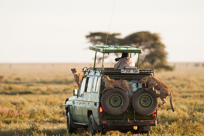 4 Days Experience big five in Tarangire, Serengeti & Ngorongoro Safari - Who should book this safari?