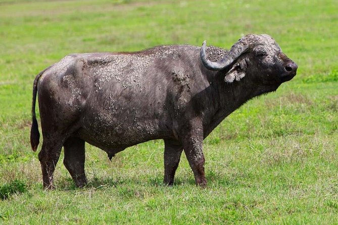 4 Days Experience big five in Tarangire, Serengeti & Ngorongoro Safari - Day two: the long road to Serengeti