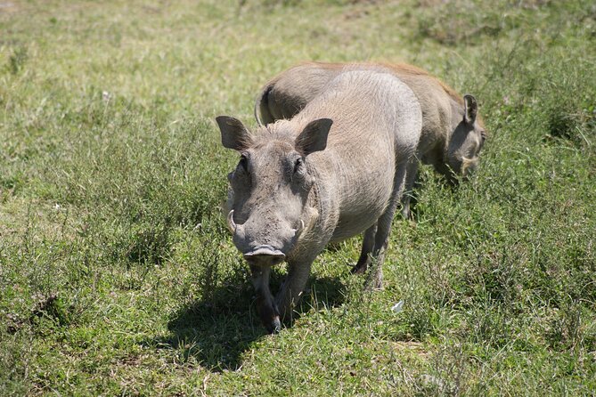 4 Days Group Camping Safari - Day 3: A long Serengeti morning and the road to Ngorongoro