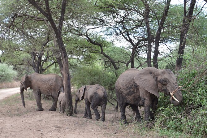 4 Days Group Camping Safari - The guide and vehicle can shape the whole experience