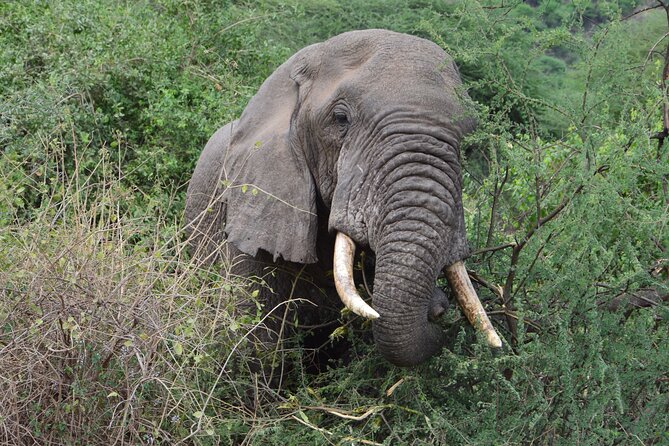 4 Days Group Camping Safari - Who should book this safari?