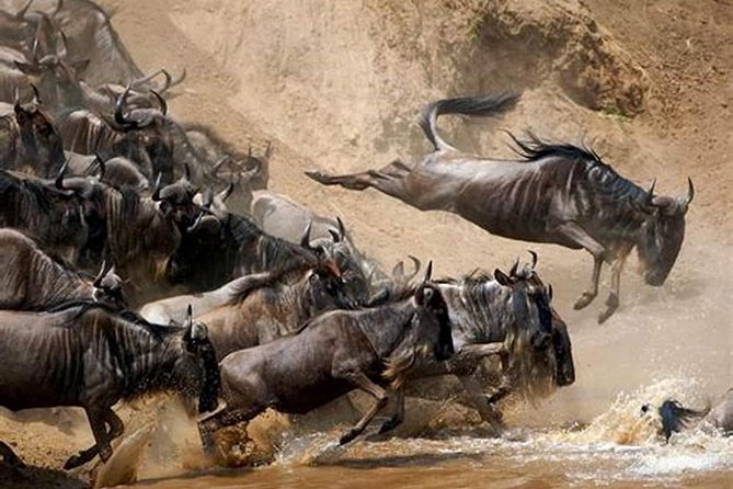 4 Days Joined Group Safari Serengeti,Ngorongoro and Tarangire National Parks - What this four-day safari is really like