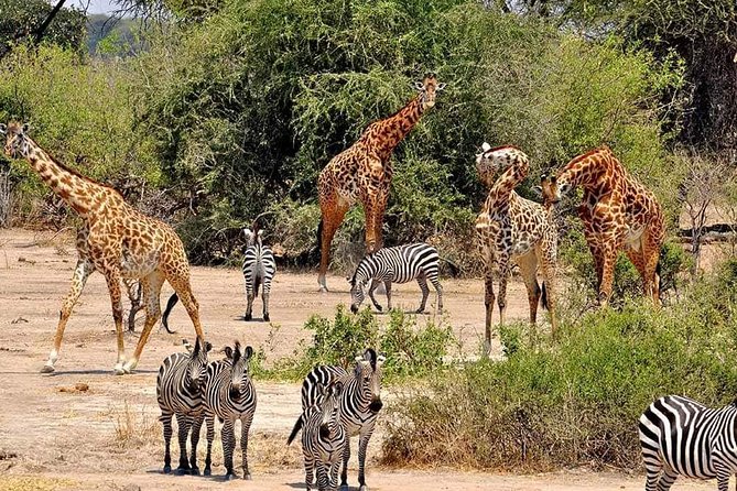 4 Days Joined Group Safari Serengeti,Ngorongoro and Tarangire National Parks - Day 4: A full day inside Ngorongoro Crater