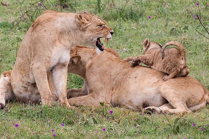 4 Days lodge &camping Tarangire,Serengeti, Ngorongoro Safari Tour - Three parks, one compact northern Tanzania route