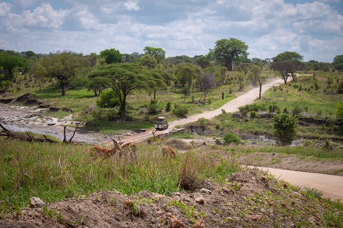 4 Days lodge &camping Tarangire,Serengeti, Ngorongoro Safari Tour - Day 3: A full Serengeti morning before Ngorongoro