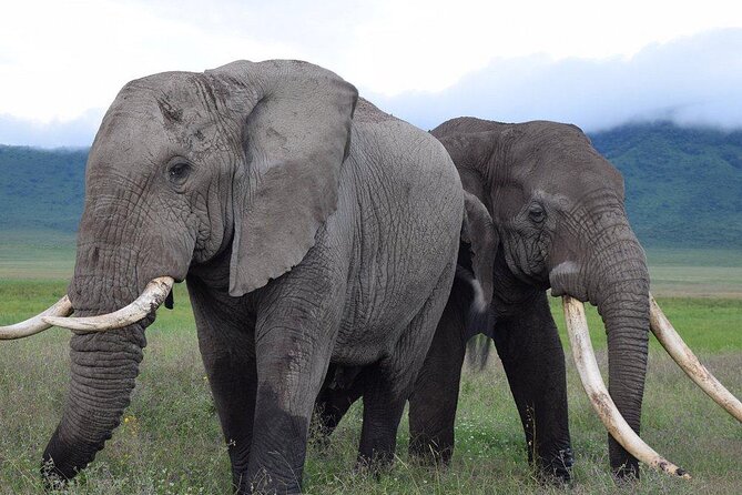 4 Days lodge &camping Tarangire,Serengeti, Ngorongoro Safari Tour - The small-group setup and guide support