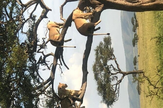 4 Days lodge &camping Tarangire,Serengeti, Ngorongoro Safari Tour - Camping comfort, packing, and daily effort