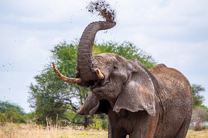 4 Days lodge &camping Tarangire,Serengeti, Ngorongoro Safari Tour - Day 1: Tarangire’s elephants and baobab country