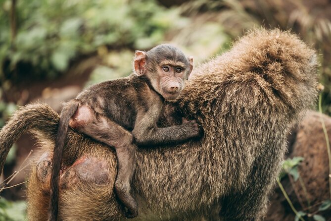 4 Days Lodge Safari in Lake Manyara, Serengeti & Ngorongoro Crater - Why the route works for a short safari