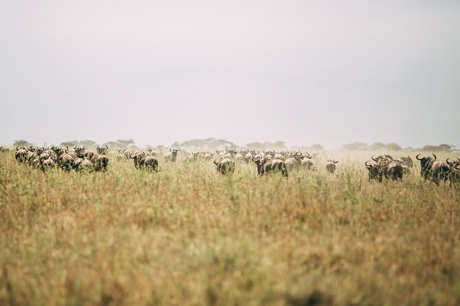 4 Days Lodge Safari in Lake Manyara, Serengeti & Ngorongoro Crater - Meals, lodging, and what the price really covers