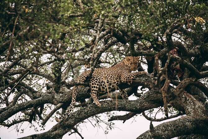 4 Days Lodge Safari in Lake Manyara, Serengeti & Ngorongoro Crater - Who should book this safari