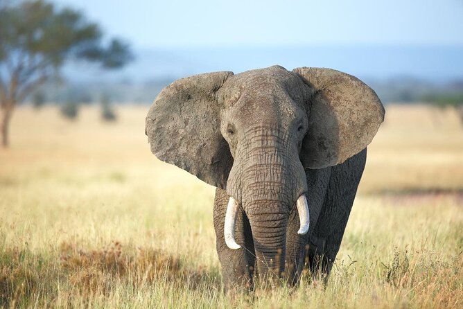 4 Days lodge safari Tarangire , Ngorongoro crater & Walking - Who should book this safari