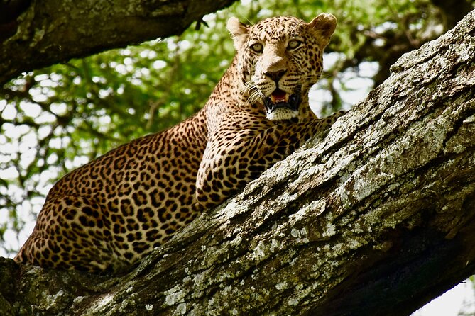 4 days safari - Day 2: Entering Serengeti through Seronera