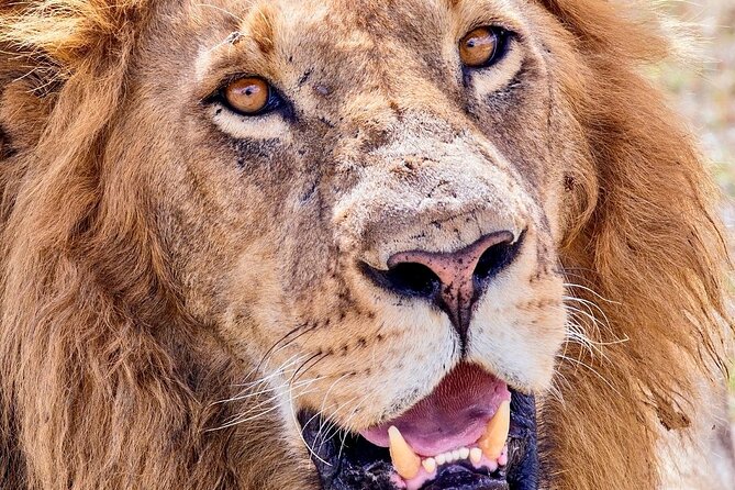 4 days safari - Day 5: Lake Manyara and the Great Rift Valley