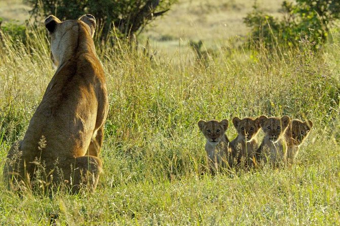 4 days safari in Tanzania - Day 4: Ngorongoro Crater’s concentrated wildlife