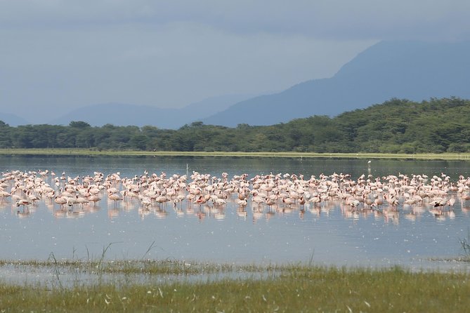 4 days safari in Tanzania - The guide and cook make a real difference