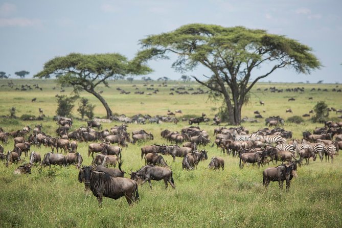 4 days safari in Tanzania - Day 1: Tarangire’s elephants and baobab country
