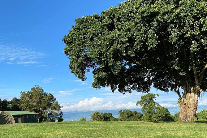4 Days safari Tour Tanzania - Is this safari comfortable enough for you?