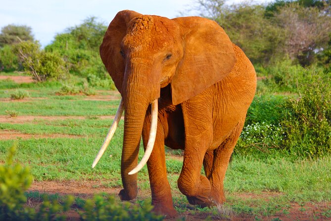 4 Days Tanzania Budget Group Join Safari- Serengeti & Ngorongoro - Day two: your best chance for a full Serengeti day