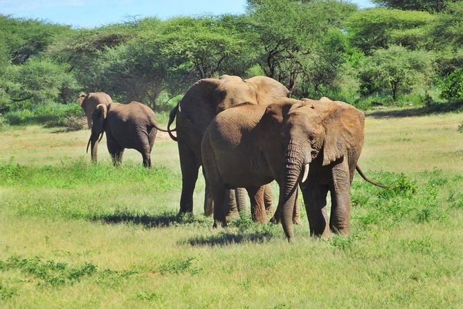 4 Days Tanzania Camping Safari - Why this four-day route works