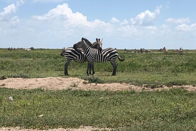 4 Days Tanzania Camping Safari - Camping, food, and daily comfort