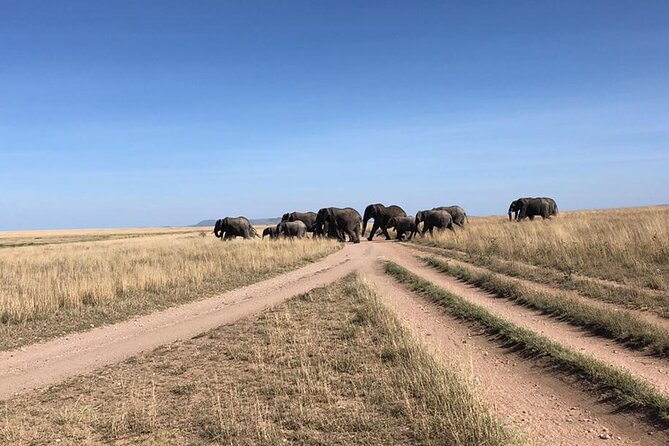 4 Days Tanzania Camping Safari - The guide can shape your whole safari