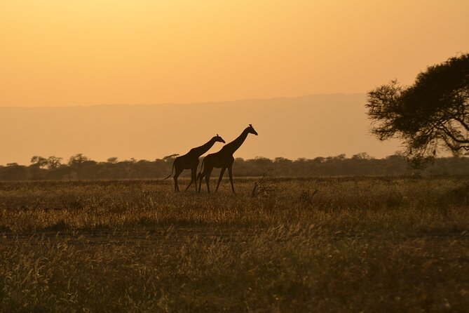 4 Days Tanzania Lodge Safari With Two Nights at Serengeti - Day one: Tarangire’s elephants and baobabs