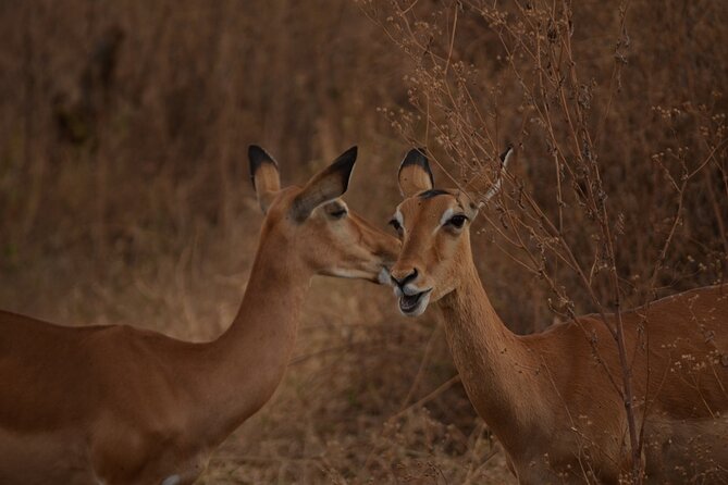 4 Days Tanzania Lodge Safari With Two Nights at Serengeti - Day three: sunrise to sunset in central Serengeti