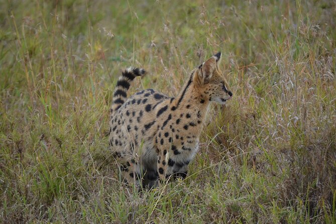 4 Days Tanzania Lodge Safari With Two Nights at Serengeti - Day four: down into Ngorongoro Crater