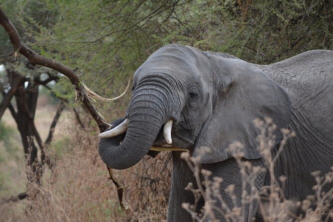 4 Days Tanzania Lodge Safari With Two Nights at Serengeti - What the $2,180 price really covers