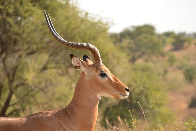 4 Days Tanzania Lodge Safari With Two Nights at Serengeti - Who will enjoy this safari most