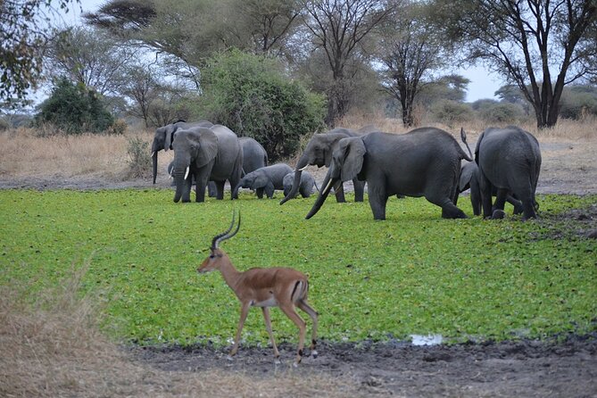 4 Days Tanzania Lodge Safari With Two Nights at Serengeti - Details to settle before you reserve