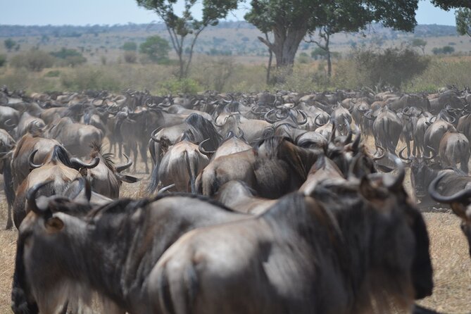 4 Days Tanzania Lodge Safari With Two Nights at Serengeti - Day two: crossing into the Serengeti
