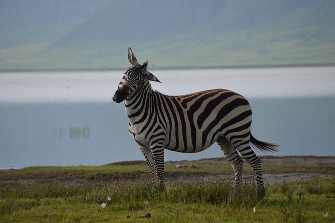 4 Days Tanzania Private safari to Serengeti ,ngorongoro crater and Tarangire - Day 1: Elephants and Baobabs in Tarangire