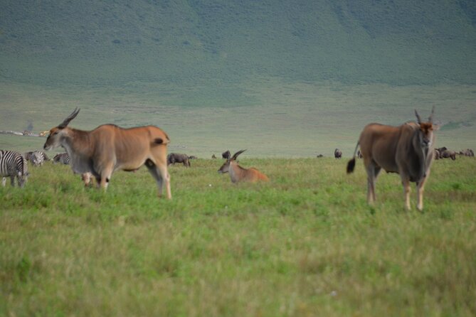 4 Days Tanzania Private safari to Serengeti ,ngorongoro crater and Tarangire - What the Private Safari Setup Adds